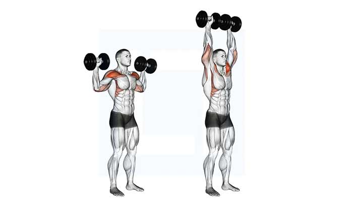 پرس شانه با دمبل