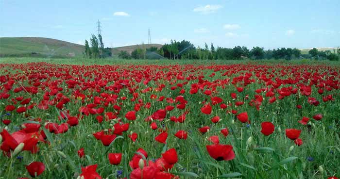 ونقق یا سهرین