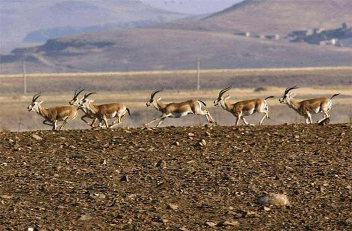 لاچوان
